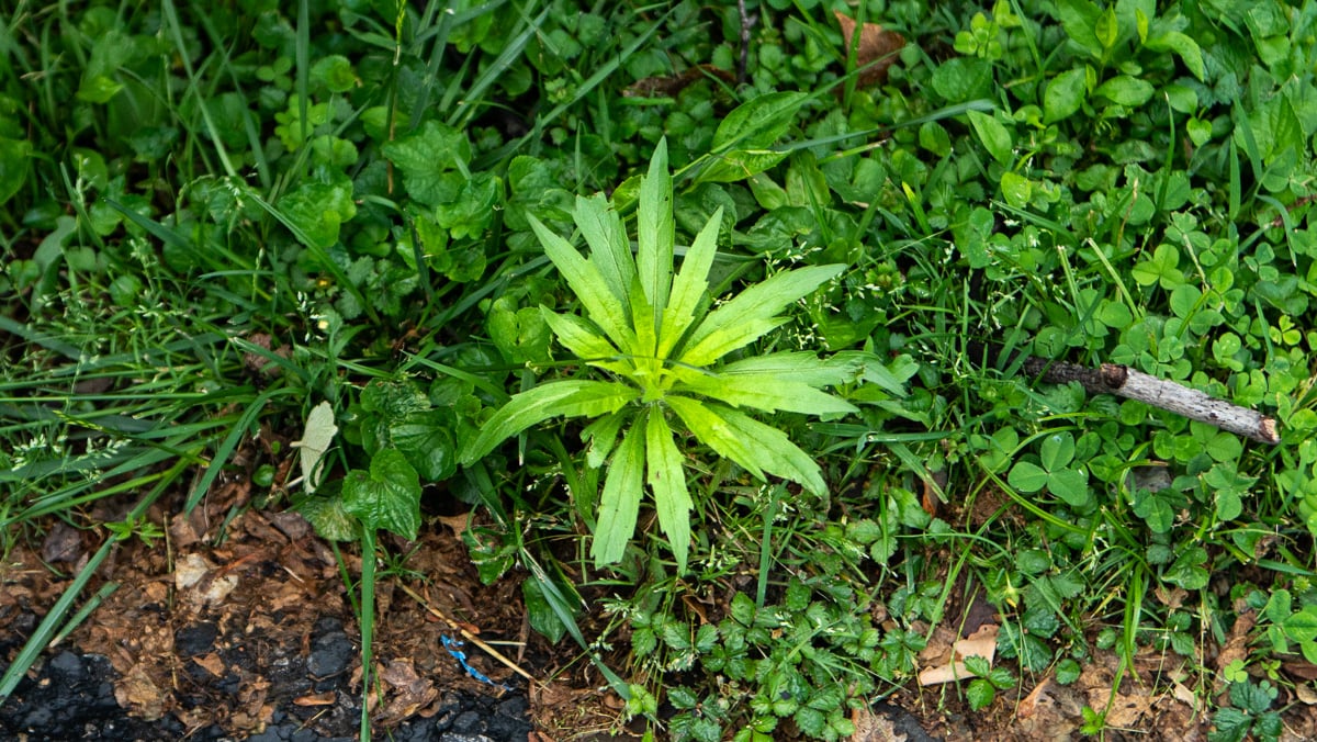 Power seeding Vs Aeration and Overseeding: Which Should I choose for My ...